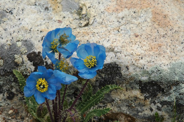 BlauerMohn